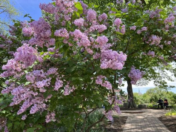 May 8, 2026 – LILAC TIME IN LOMBARD, IL