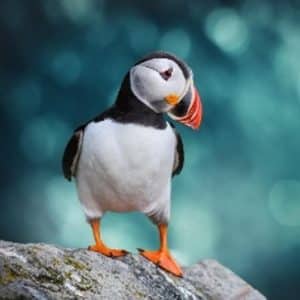Puffin standing on a rocky ledge, orange feet and beak, head tilted to the side against a blue-green blurred background.